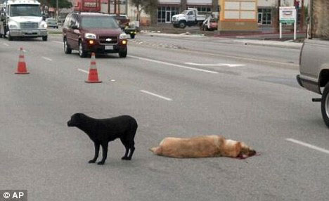 The dog faithfully would die without leaving you