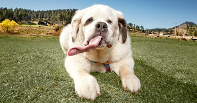The dog has a long tongue,