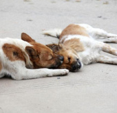 The dog is loyal to his partner