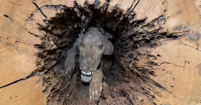 The dog keeps its shape for 60 years stuck in the trunk