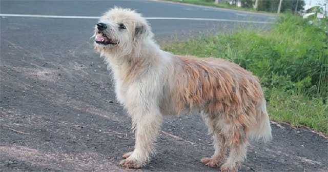 The dog met the owner again after 4 years waiting