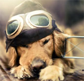 The dog possesses the