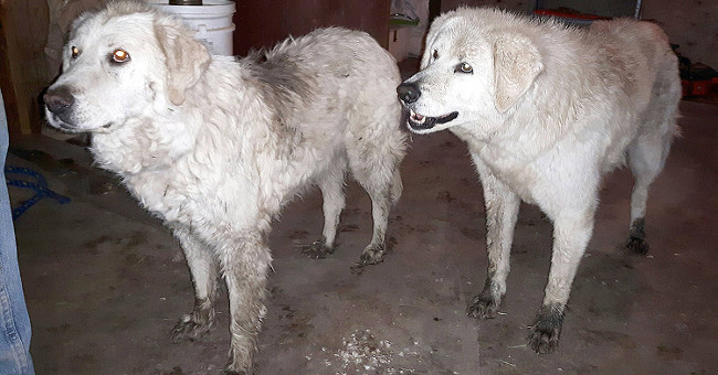 The dog replaces the sheep guard in the wildfire