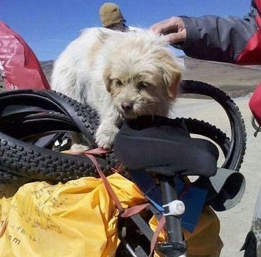 The dog runs for nearly 2000km
