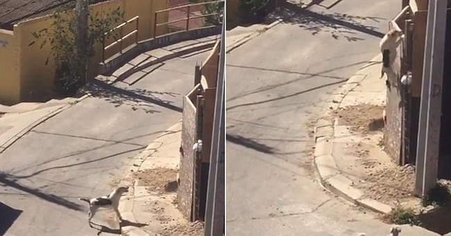 The dog shows great climbing skills