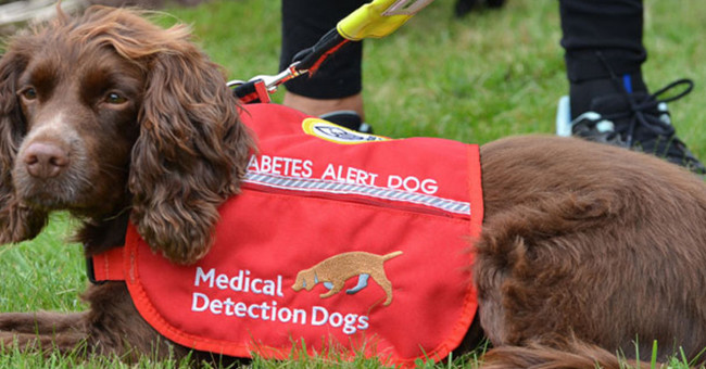 The dog sniffs diabetes, and people know why