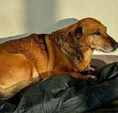 The dog waits for 2 years at the hospital