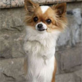 The dog walks with two legs