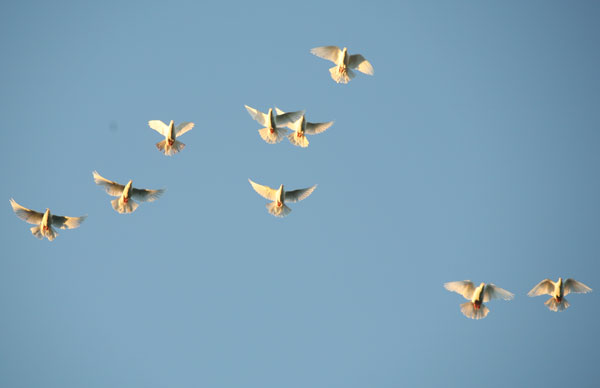 The dove has the 'compass' in the brain