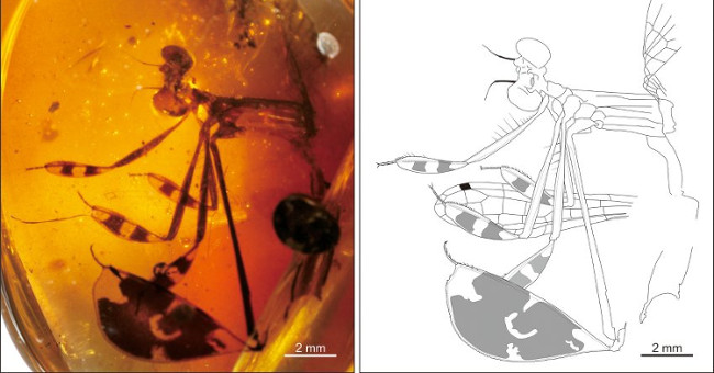 The dragonfly trapped 100 million years in amber