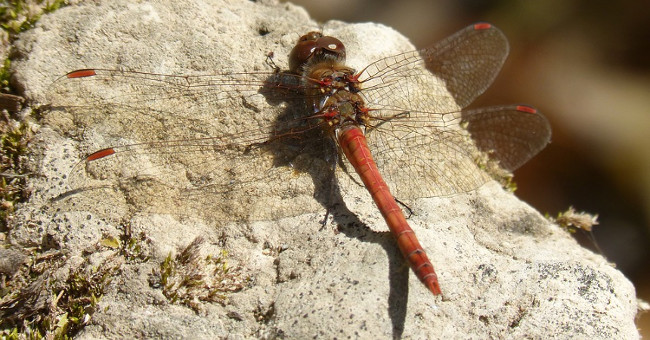 The dragonfly will die to avoid being bullied by the male