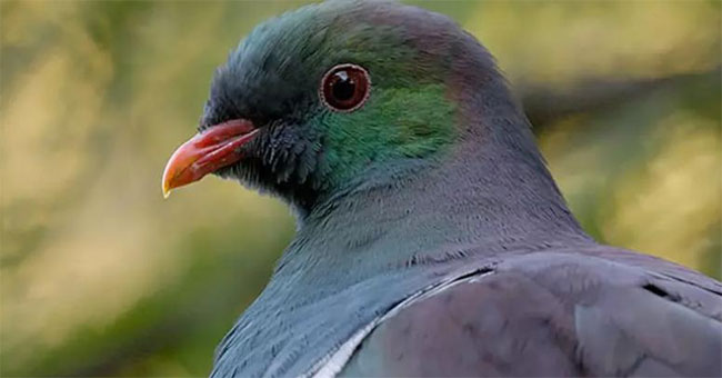 The 'drunk' pigeon hung up the tree branch to become the bird of the year in New Zealand