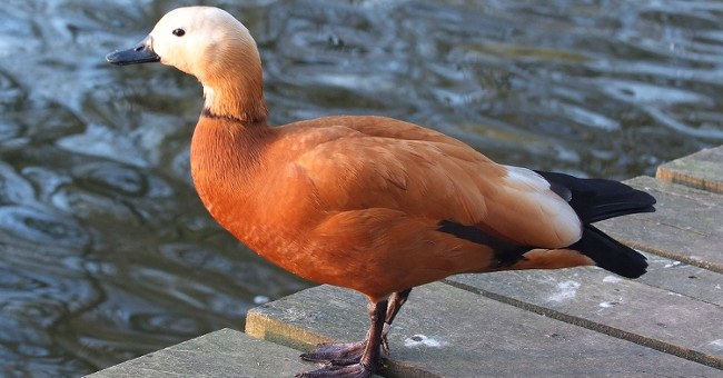 The duck flies over the Himalayas to breed