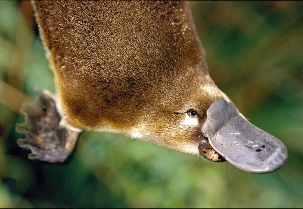 The duckling mollusks help to understand ovarian cancer