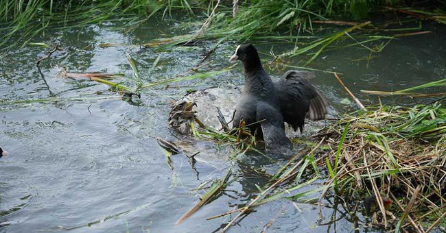 The eagle has a disastrous mistake, being killed by the weak prey for a moment