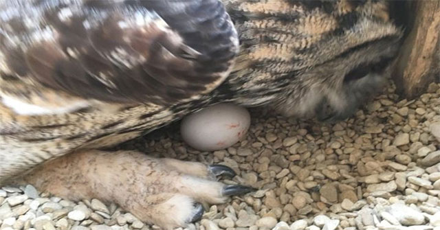 The eagle owl lays eggs after 23 years is thought to be male