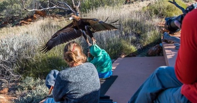 The eagle suddenly swooped down and grabbed the boy