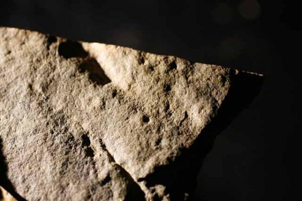 The earliest footprint of animals