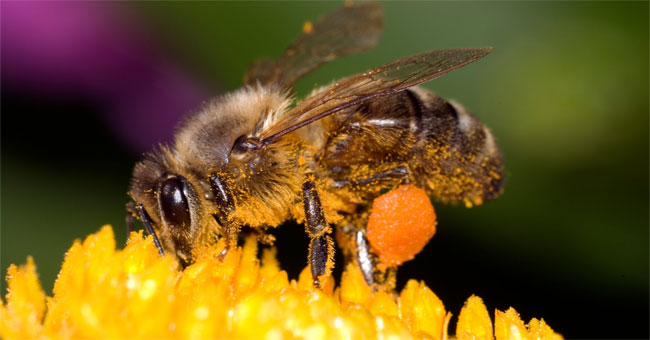 The early days of bees through the true beam of images