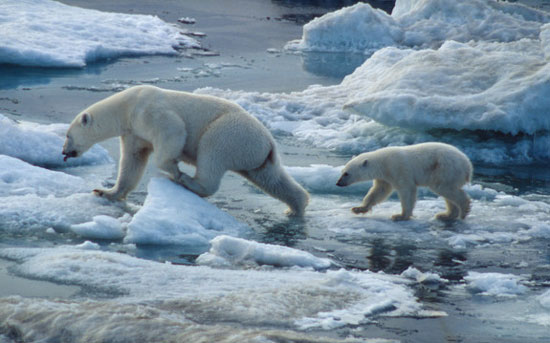 The earth heats up, making the organisms smaller