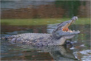 The earth warms up to make the alligators suffer.