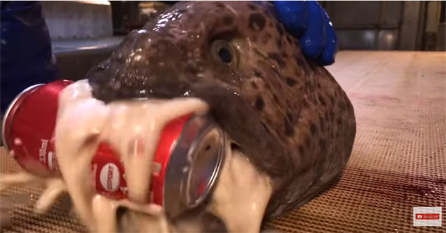 The eel waving off his head still bites the can of water