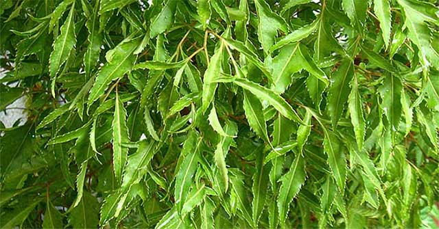 The effect of drinking clove leaf water on health