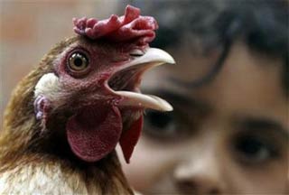The Egyptians throw chickens and ducks into the water to stop the flu