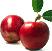 The elixir helps you reduce blood fat