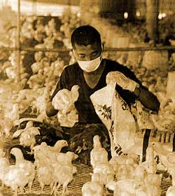 The emergence of mutant bird flu virus in Cambodia