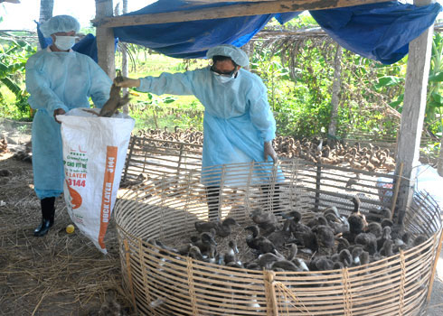 The emergence of new avian influenza virus is potentially lethal