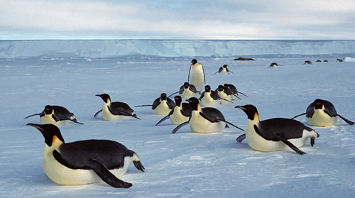 The Emperor's penguin island disappeared