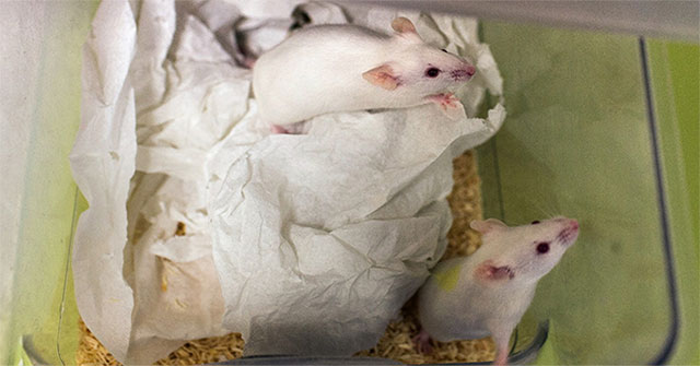 The environment in outer space may not affect reproduction