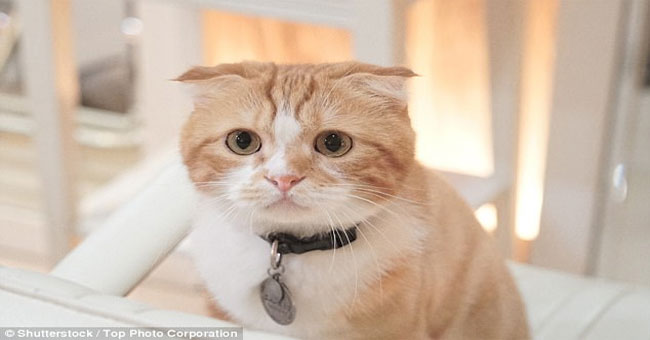 The erectile dysfunction boy after being scratched by the cat