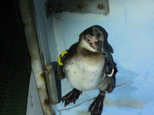 The escaping penguin in Japan has a new name