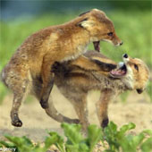 The European Red Fox decided to fight for food
