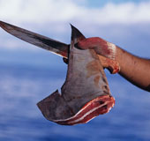 The European Union banned shark fin cuts
