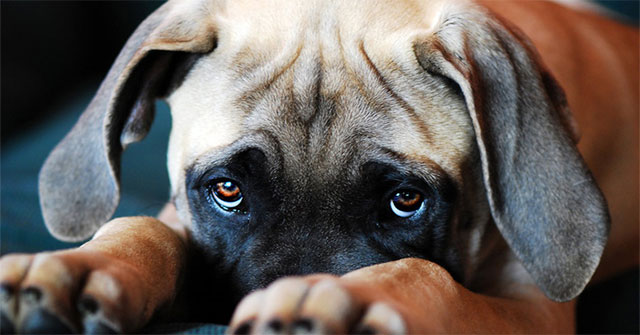 The evolution has given our dogs sparkling eyes, so now they 'spoil' us!