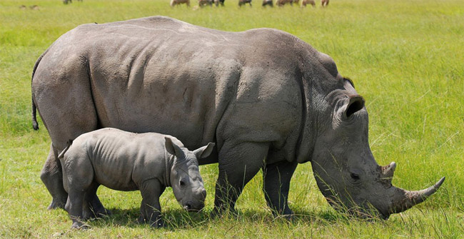 The evolution of animals does not keep pace with extinction