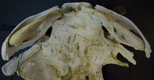 The evolutionary relationship between a fish fossil 400 million years old and humanity