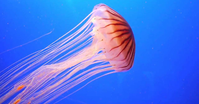 The evolutionary secret helps jellyfish survive without the heart and brain