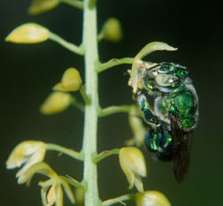 The existence of flowering plants depends on specific pollinators