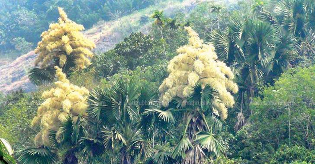 The exotic tree blooms only once and then dies