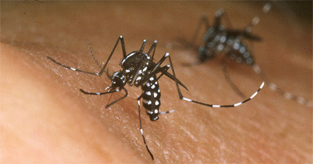 The experiment destroyed most of the mosquitoes on the Chinese island