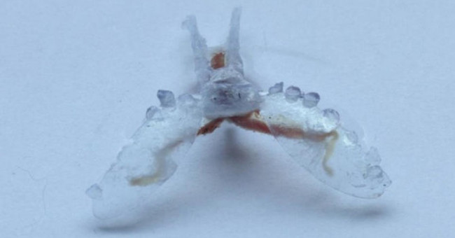 The explorer is as flexible as the sea slug
