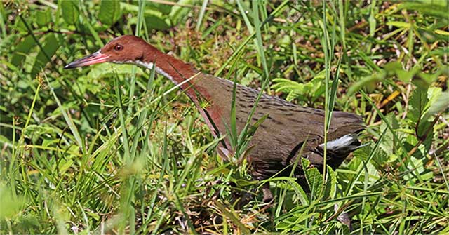 The extinct ancient bird revived from the dead