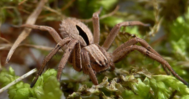 The extinct diamond diamond spider re-emerged in England