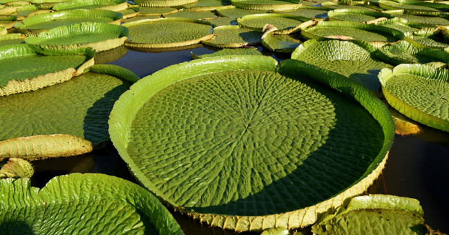 The extinct giant gun flower appeared in Paraguay
