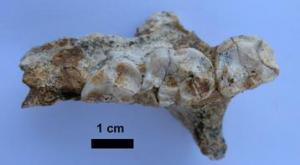The extinct lemur was discovered in Madagascar