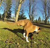 The extraordinary energy of a bipedal dog